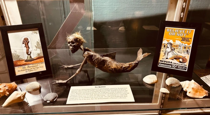 American Oddities Museum - Atlas Obscura