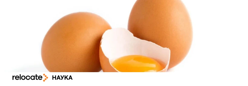 10 маловідомих секретів курячого яйця