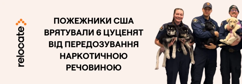 Шістьох цуценят врятували у США після важкого отруєння: тваринам шукають нові домівки
