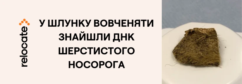 Виявлено геном 14 400-річного шерстистого носорога всередині шлунка іклоподібного вовченяти - Relocate.to Виявлено геном 14 400-річного шерстистого носорога всередині шлунка іклоподібного вовченяти