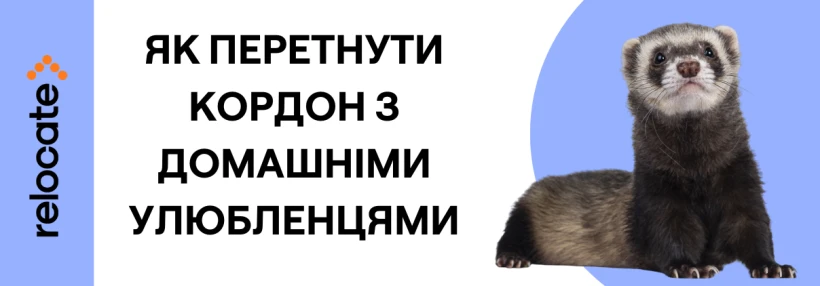 У 2026 році змінюються правила перетину кордону з домашніми улюбленцями - Relocate.to У 2026 році змінюються правила перетину кордону з домашніми улюбленцями