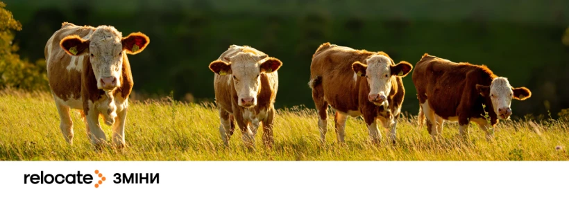 Данія з 2030 року оподатковує метан від корів і свиней — що це означає для Європи