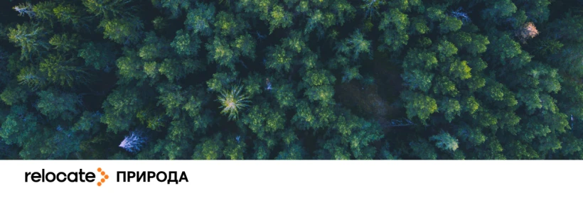 WWF-Україна запустив платформу про ліси і їхню роль у житті країни