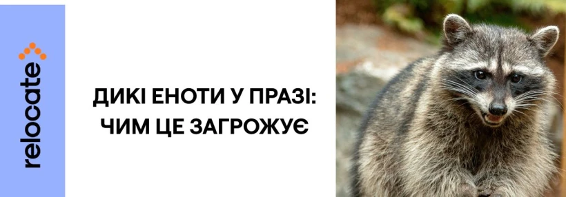 У столиці Чехії з'явилися дикі єноти