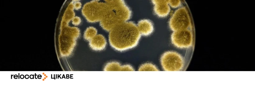 Вчені знайшли плісняву, здатну вижити на Марсі