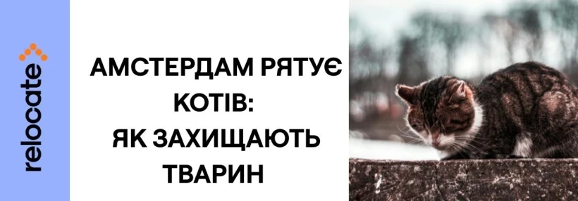 Після загибелі десятків тварин Амстердам встановлює рятувальні сходи для котів - Relocate.to Після загибелі десятків тварин Амстердам встановлює рятувальні сходи для котів