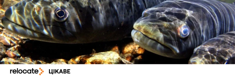 Підводні міграції риб перебувають на межі зникнення — вчені