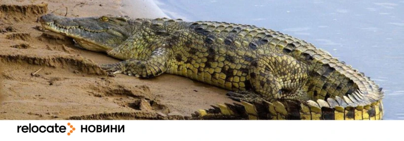 Індія хоче відлякувати нелегальних мігрантів крокодилами i зміями